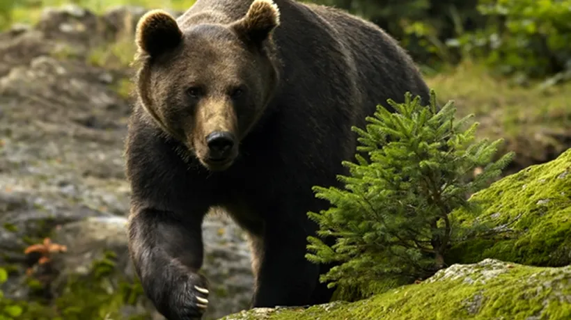 Alertă în Bușteni. Un urs lovit de mașină s-a refugiat în pădure și poate fi agresiv