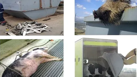 Canalizarea, coșul de gunoi al bucureștenilor. Angajații staţiei de epurare a apelor uzate Glina au găsit de la şerveţele umede şi scutece până la cârpe, jucării, electrocasnice şi animale moarte