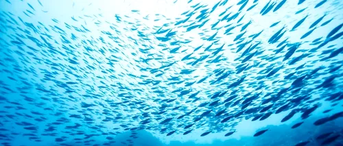 În oceane va exista  o cantitate mai mare de plastic decât de pește 