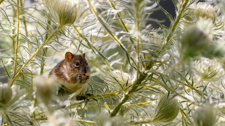 Capitala se confruntă cu o invazie de șobolani