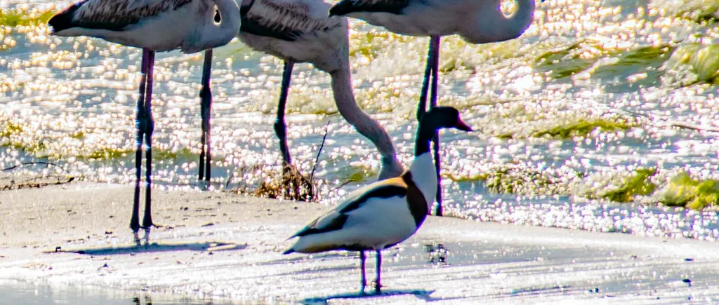Imagini de poveste în România! Păsări Flamingo, plimbându-se agale pe malul lacului