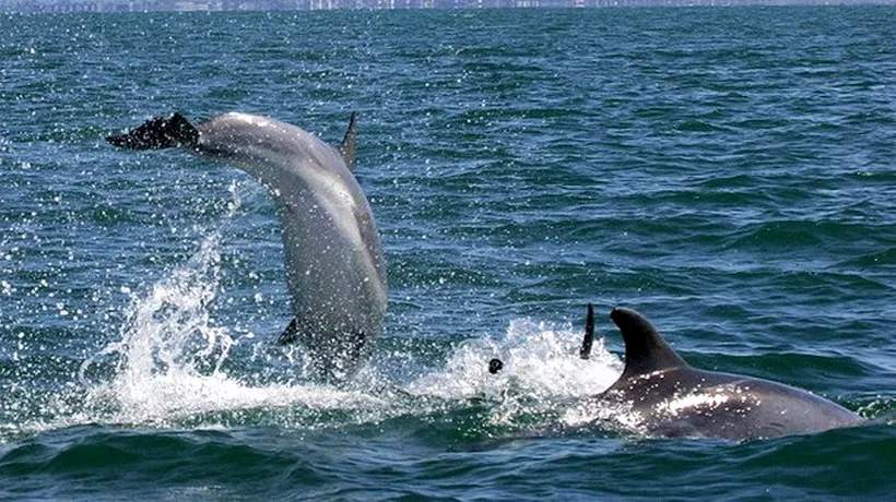 Rusia va prelua custodia delfinilor antrenați militar la Sevastopol 