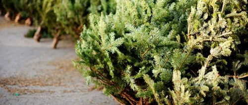 Schimbările climatice transformă pepinierele de brazi de Crăciun din Oregon în ferme de canabis