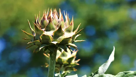 Leguma-minune care are grijă de FICATUL tău! Merită consumată în mod frecvent