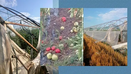 DEZASTRU! Zeci de solarii din județul Olt au fost distruse de vântul puternic. „Suntem în prag de faliment” - FOTO-VIDEO