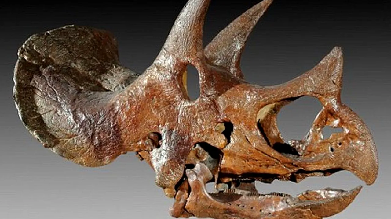 Cea mai mare extincție a regnului animal și vegetal din istoria Terrei s-a produs într-un interval de doar 60.000 de ani