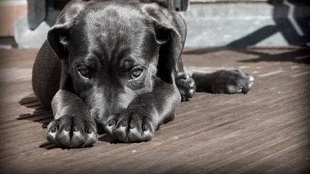 Județul din România unde animalele de companie nu mai pot fi plimbate pe caniculă