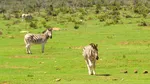 POLITICO: Țările din UE analizează posibilitatea de a permite industriei să omoare mai multe animale sălbatice