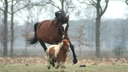 Fosta canotoare Tanya Brady a murit într-un accident de călărie, după ce calul s-a speriat și a început să alerge cu aproape 60 km/h