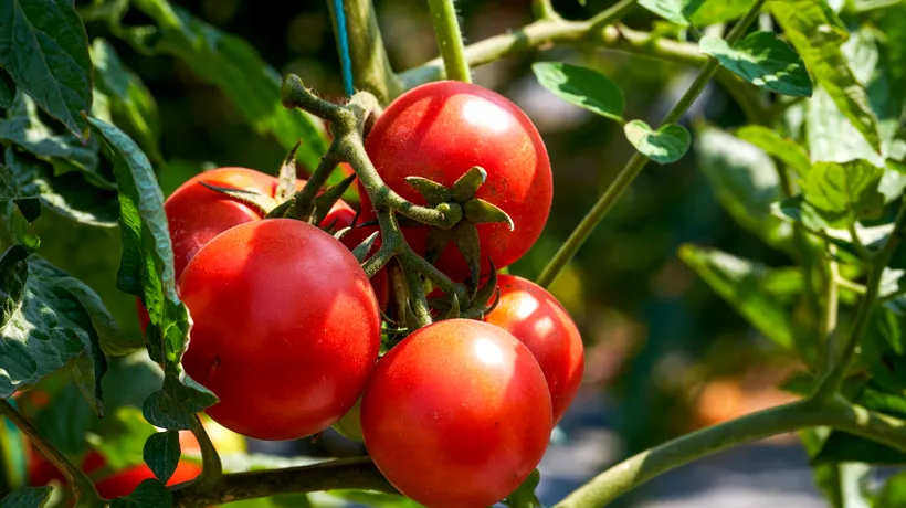 GHID PENTRU FERMIERI: Sfaturi pentru cultivarea roșiilor de calitate