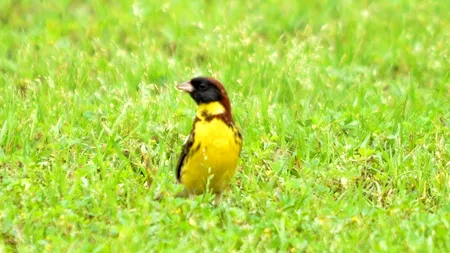 „Pasărea orezului