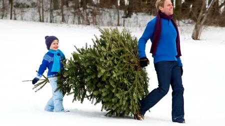 Brazii de CRĂCIUN sunt deja în magazine: Prețuri și opțiuni, de la cei naturali la cei artificiali