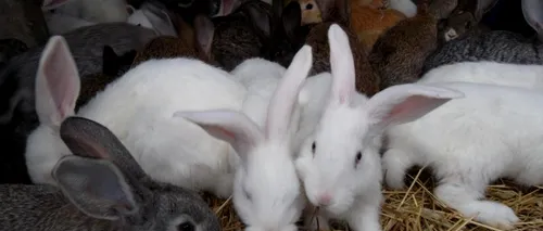 Cum arată Uriașul de Transilvania, prima rasă românească de iepuri