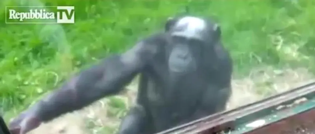 VIDEO. Cum îl învață un cimpanzeu dintr-o grădină zoologică pe un vizitator să deschidă un geam