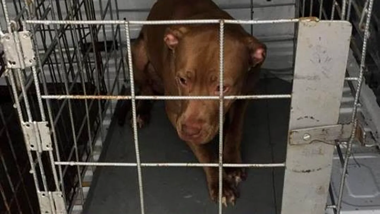 Poliția animalelor a dat PRIMA AMENDĂ în București, după ce o femeie și-a ABANDONAT câinele. Cum MOTIVEAZĂ stăpâna gestul