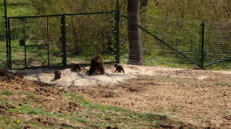Moment special la Zărnești: primii pui născuți în rezervația de urși au ieșit 