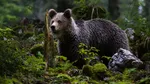 RO-Alert în două stațiuni montane din Prahova. Doi urși au coborât din pădure și au fost văzuți plimbându-se pe străzi: Evitați zona. Rămâneți în case