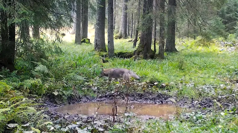 O haită de LUPI a fost filmată în Transilvania. Imagini virale cu cele patru exemplare superbe de lup
