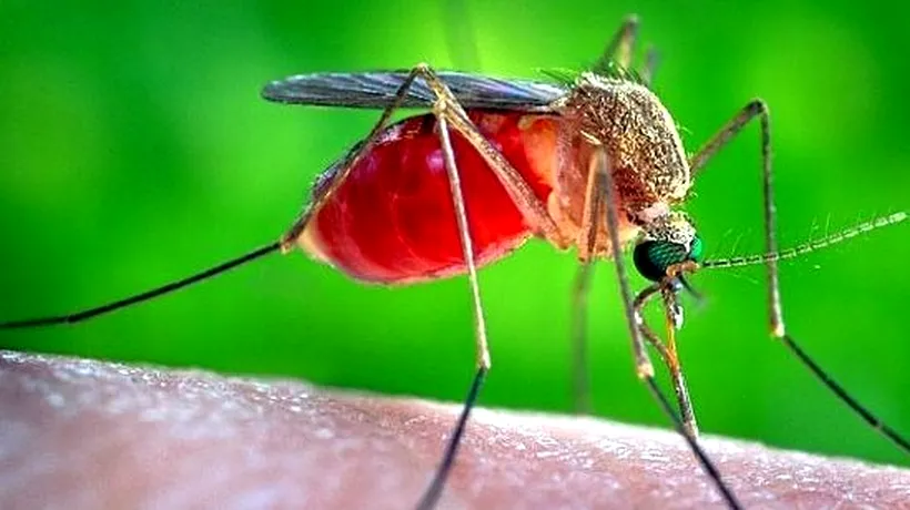 Primul caz din SUA de transmitere pe cale sexuală a virusului Zika