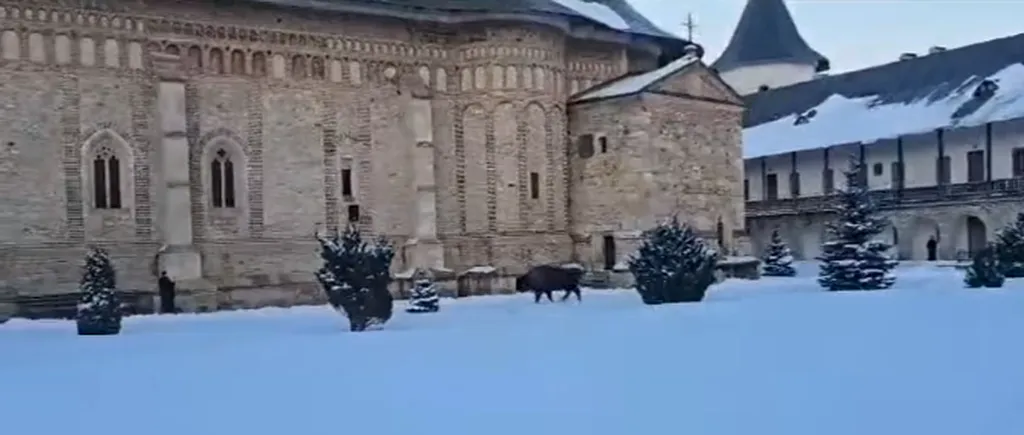 VIDEO | Apariție neașteptată în curtea Mănăstirii Neamț. Stareț: „E un pelerin neobişnuit”