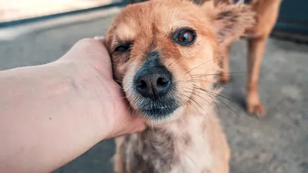 „În țara noastră, abandonul este normalizat”. Portugalia, în fața unei crize a abandonului animalelor