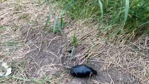 Un bărbat din Botoșani a găsit o grenadă și a intrat cu ea într-un bar. Poliția a deschis o anchetă