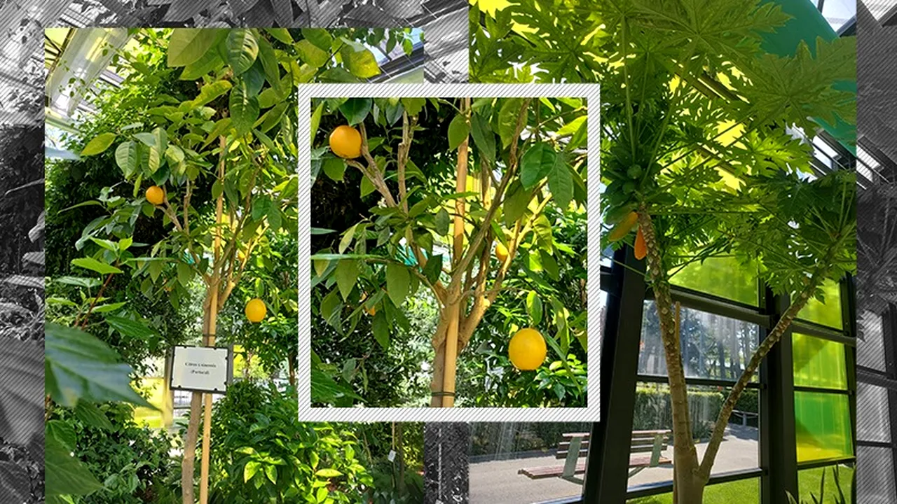 GALERIE FOTO | S-au copt portocalele și papaya într-un parc din București. Fructele sunt cultivate în sere exotice