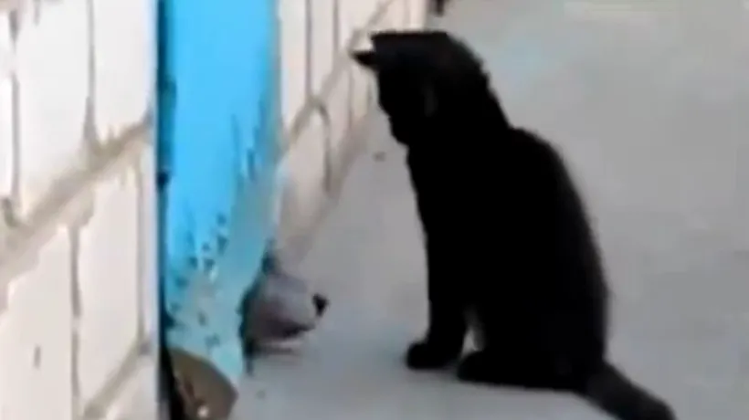 VIDEO. Prietenul la nevoie se cunoaște. O pisică sare în ajutorul unui câine