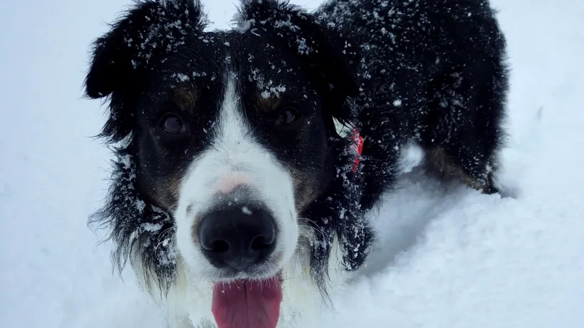 Helios și Vreni, singurii câini salvatori de avalanșă din România