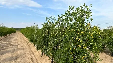 Curmalii și banana nordului iau locul piersicilor și caișilor din Dăbuleni. Plantele exotice sunt rezistente și la îngheț