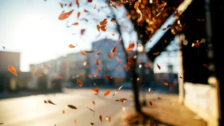 UPDATE | Vântul a făcut prăpăd în București. Aproape 150 de copaci doborâți, zeci de mașini avariate, acoperișuri smulse, cabluri electrice rupte