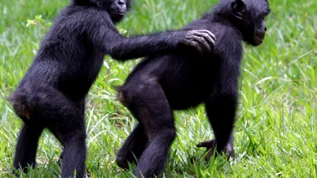 STUDIU. Dovada că uneori cimpanzeii sunt mai inteligenți decât oamenii