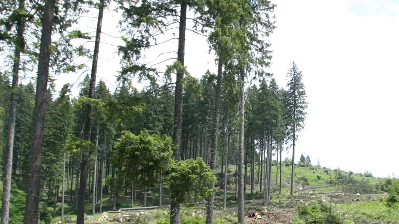 Pădurile rămân la Ministerul Mediului. Ponta: 