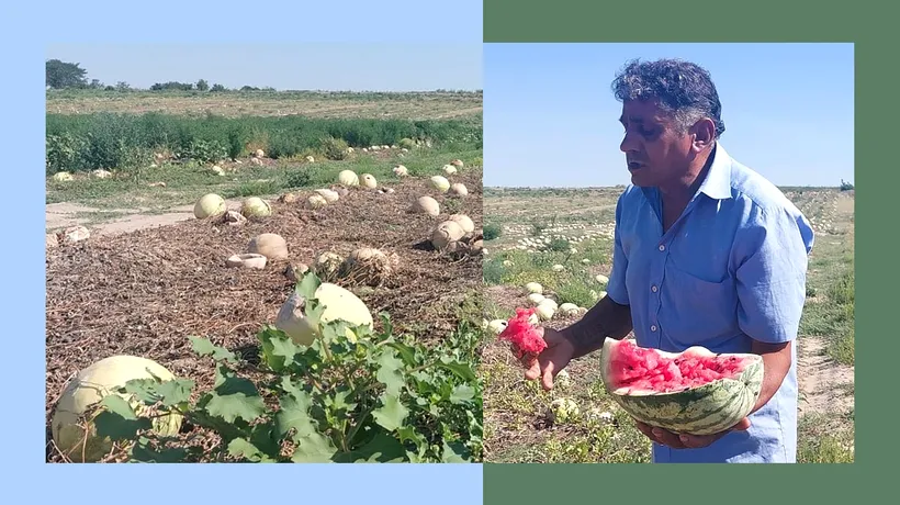 Efectele caniculei și influencerilor. LUBENIȚELE de Dăbuleni ajung compost. Sute de tone vor fi îngropate în arătură