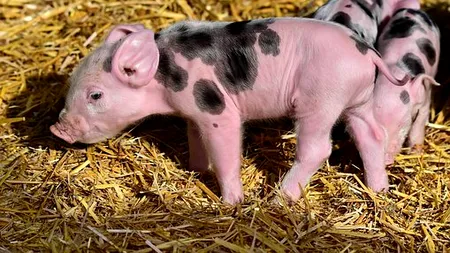 Ministerul Agriculturii oferă un bonus de 1.200 de lei pe an pentru fiecare scroafă. Condițiile pe care trebuie să le îndeplinească fermierii