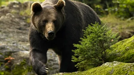 Cioban în vârstă de 17 ani, rănit grav de urs în Munții Retezat în timp ce încerca să-l alunge de la stână 