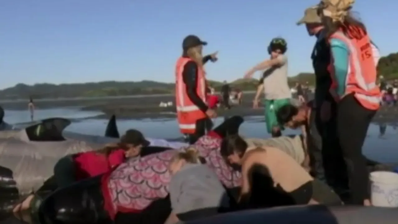 Imagini dramatice în Noua Zeelandă: Operațiune de salvare a sute de balene eșuate