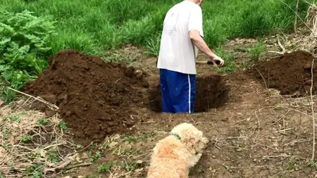 Stăpânul i-a săpat groapa, după ce veterinarul l-a condamnat la moarte. Povestea incredibilă a unui câine salvat în ultimul moment