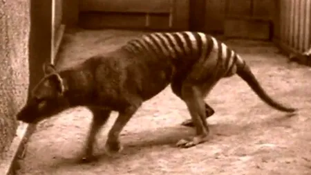 VIDEO. Multe specii de animale nu mai trebuie protejate pentru că au dispărut definitiv. Cum a dispărut un animal emblematic