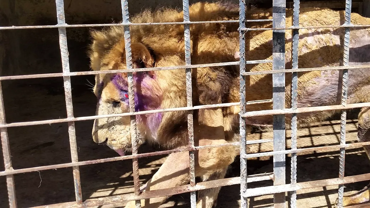 Imagini cutremurătoare într-o grădină zoologică. Abandonate, animalele au început să se mănânce între ele