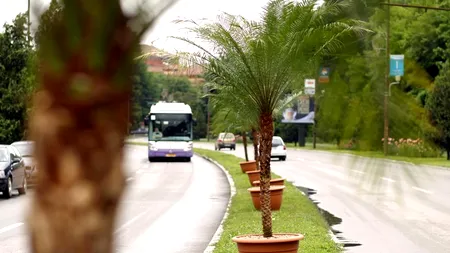 Primăria Timișoara a cumpărat 35 de palmieri, cu 146 de euro bucata, pentru zona centrală a orașului