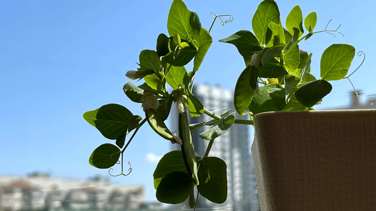 Plantele pe care să le pui pe balcon, dacă bate soarele spre ele. Acestea rezistă la temperaturi caniculare