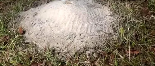 VIDEO. Ce se întâmplă dacă torni aluminiu topit într-un mușuroi de furnici