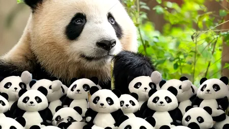 Japonia își ia adio de la urșii panda, după ce tensiunile cu China au escaladat. Oamenii stau la coadă cu orele pentru a-i vedea pentru ultima oară pe adorabilii Xiao Xiao și Lei Lei