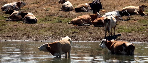 România nu mai are voie să vândă bovine și ovine vii către țările UE
