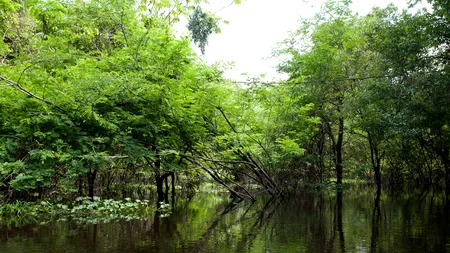 Doi copii s-au pierdut în Jungla Amazoniană. Au fost depistați după o lună, timp în care au băut doar apă de ploaie. Cine i-a găsit