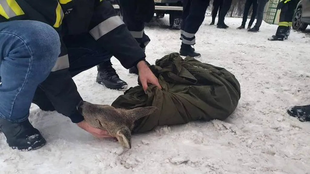 VIDEO | Pui de căprioară, salvat din apele înghețate ale râului Bistrița de o fată