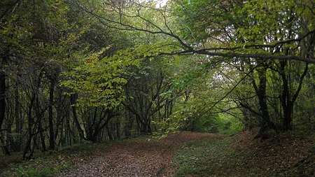 Motivul pentru care IKEA și Apple cumpără suprafețe masive de păduri, inclusiv în România