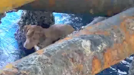 Un câine a fost salvat la sute de kilometri de coasta Thailandei, ]n apropiere de o paltformă petrolieră. Salvatorul său a decis să-l adopte - VIDEO