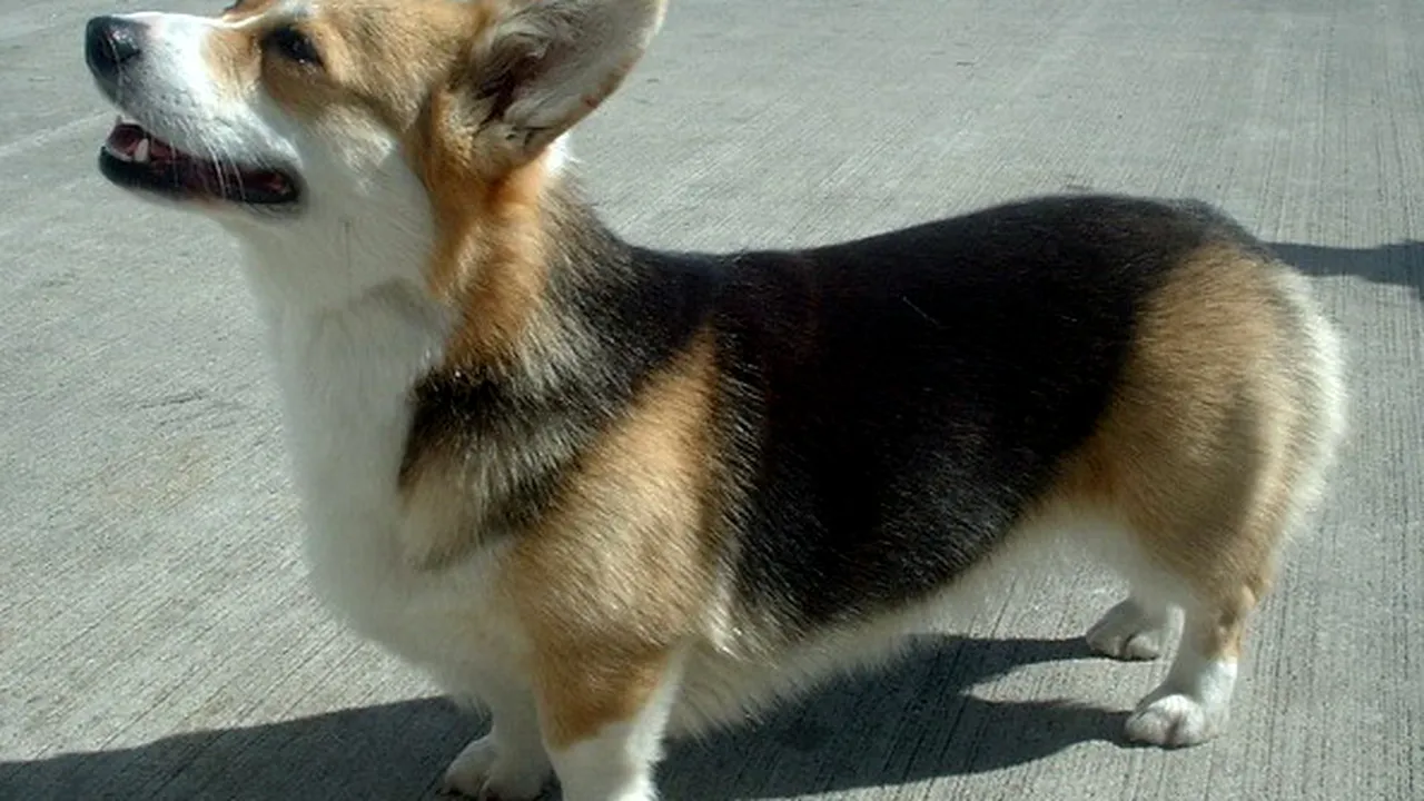 Câinii Corgi, preferați de regina Elizabeth a II-a, pe cale de dispariție